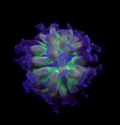 Euphyllia paraancora (DJM Voodoo Child) (1 hd.)