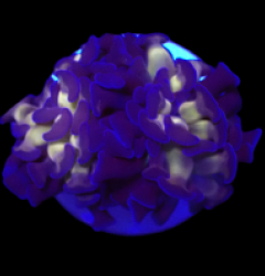 Euphyllia paraancora (DJM Voodoo Child) (S) o 033