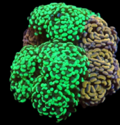 Euphyllia paraancora (Garden) pb 221