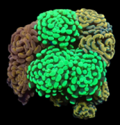 Euphyllia paraancora (Garden) pb 386