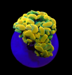 Euphyllia paraancora (Gold-Green) (S) o 087