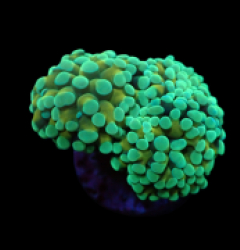Euphyllia paraancora (Gold Stem) pb 322