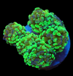 Euphyllia paraancora (Green) (Gold Stem) (M-L) pb 062