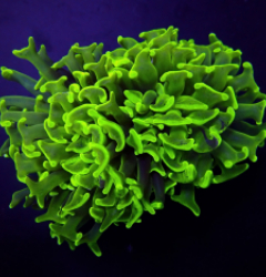 Euphyllia paraancora (Green) (Premium)