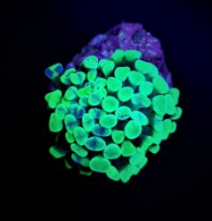 Euphyllia paraancora (Green) (Premium) (1 hd.)