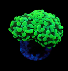 Euphyllia paraancora (Green) (Ultra) pb 236