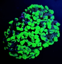 Euphyllia paraancora (Green) (Ultra)