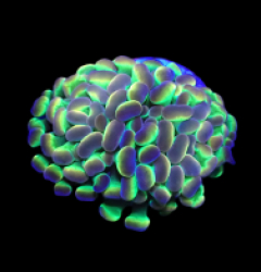 Euphyllia paraancora (Hologram) (1h) o 156