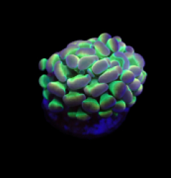 Euphyllia paraancora (Hologram) (1h) o 158