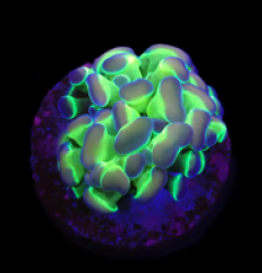 Euphyllia paraancora (Hologram) (1h) o 188