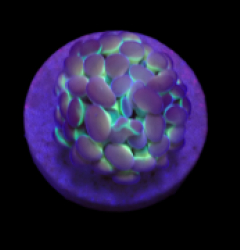 Euphyllia paraancora (Hologram) (1h) o 372