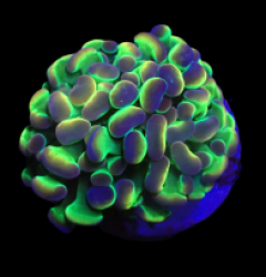 Euphyllia paraancora (Hologram) (1h) o 383