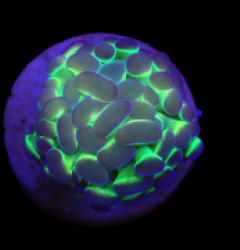 Euphyllia paraancora (Hologram) (1h) o 661