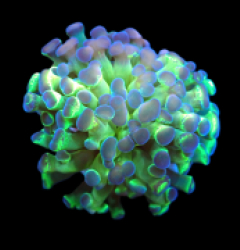 Euphyllia paraancora (Hologram) (1h) pb 104