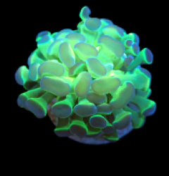 Euphyllia paraancora (Hologram) (1h) pb 147