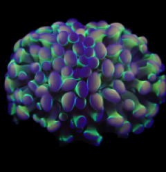 Euphyllia paraancora (Hologram) (2h) o 264