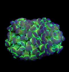 Euphyllia paraancora (Hologram) (2h) pb 318