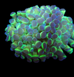Euphyllia paraancora (Hologram) (2h) pb 397