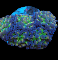 Euphyllia paraancora (Hologram) (M) pb 104