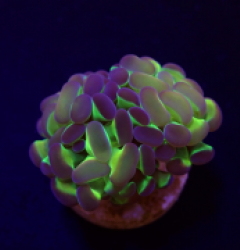 Euphyllia paraancora (Hologram) pb 073