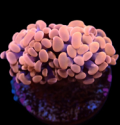 Euphyllia paraancora (Orange-Pink) (Premium)