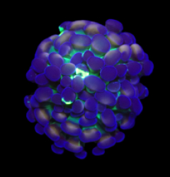 Euphyllia paraancora (Special Colored) (1h) o 618