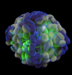 Euphyllia paraancora (Special Colored) (S) pb 168