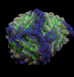 Euphyllia paraancora (Special Colored) (S) pb 314