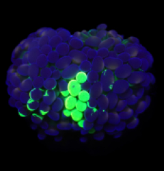 Euphyllia paraancora (Splattered Two Tone) (S) o 175