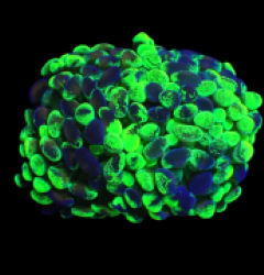 Euphyllia paraancora (Splattered Two Tone) (S) o 307
