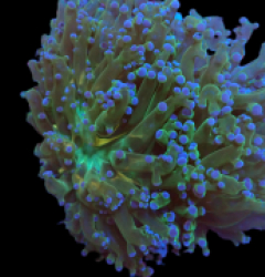 Euphyllia paradivisa (Acid Queen) (2 hds) pb 416