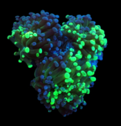 Euphyllia paradivisa (Grafted Frammer) (Rare) pb 188