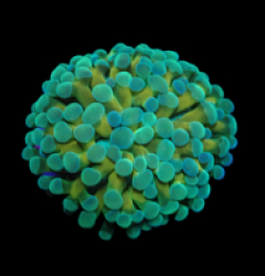 Euphyllia paradivisa (Green-Gold Frammer) (1h) o 282