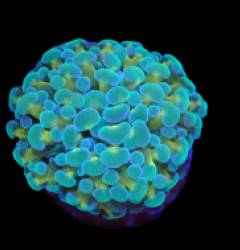 Euphyllia paradivisa (Green-Gold Frammer) (1h) o 391