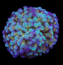 Euphyllia paradivisa (Green-Gold Frammer) (S) o 080