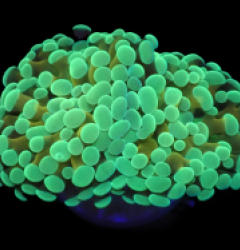 Euphyllia paradivisa (Green-Gold Frammer) (S) o 202