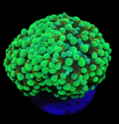 Euphyllia paradivisa (Green-Gold Frammer) (S) o 258