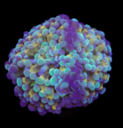 Euphyllia paradivisa (Green-Gold Frammer) (S) o 365