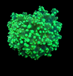 Euphyllia paradivisa (Green) (Ultra) o 286