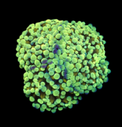 Euphyllia paradivisa (Yellow-Gold Frammer) (M) o 028