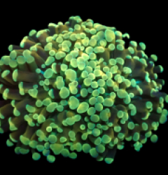 Euphyllia paradivisa (Yellow-Gold Frammer) (S) o 192