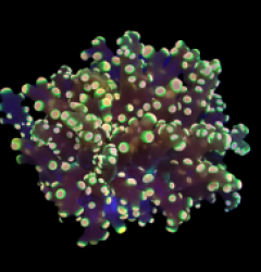 Euphyllia yaeyamaensis (Ultra) (1h) o 029