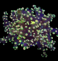 Euphyllia yaeyamaensis (Ultra) (1h) o 036