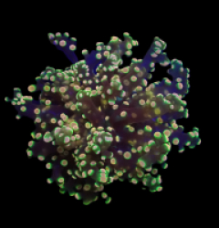 Euphyllia yaeyamaensis (Ultra) (1h) o 146