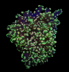 Euphyllia yaeyamaensis (Ultra) (1h) o 209