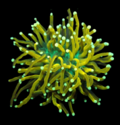 Euphylllia glabrescens (Special Colored) (1h) o 422