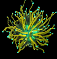 Euphylllia glabrescens (Special Colored) (1h) o 619