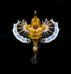 Eurypegasus draconis