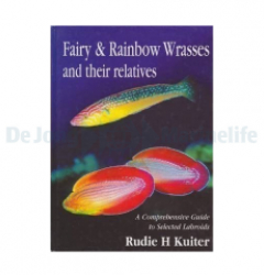 Fairy and Rainbow Wrasses guide
