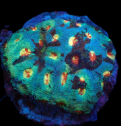 Favia sp. (Special Colored) (L) pb 036